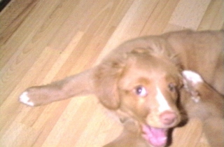 Bellis ser fjollet ud