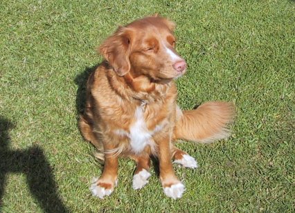 Bellis ser voksen ud